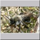 Andrena vaga - Weiden-Sandbiene -01- w01 13mm.jpg